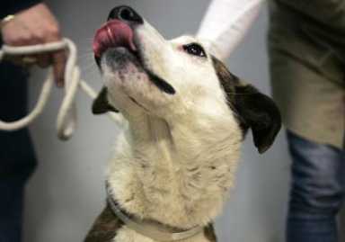 Mischievous pup rounds the bases at Mets’ Citi Field