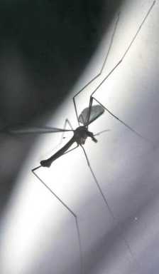 West Nile Virus has long legacy in northern Queens