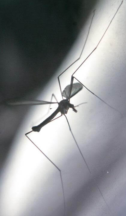 West Nile Virus has long legacy in northern Queens