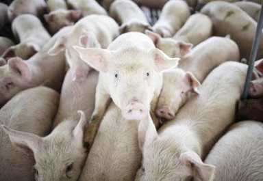 SWINE FLU OUTBREAK: Avoid infection with clean hands, common sense: Health officials