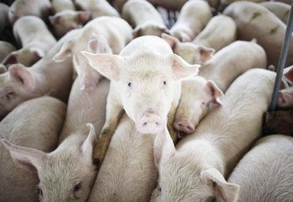 SWINE FLU OUTBREAK: Avoid infection with clean hands, common sense: Health officials