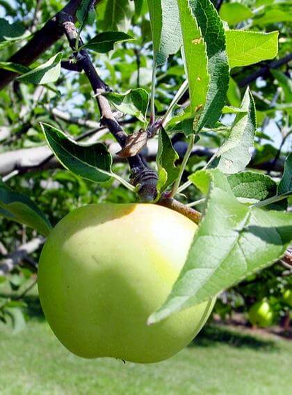 Make Newtown Pippin city’s official Big Apple: Gennaro