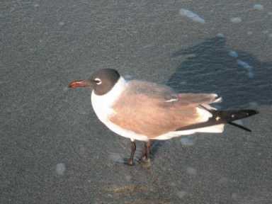 Avian mysteries abound at Jamaica Bay refuge