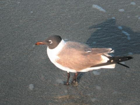 Avian mysteries abound at Jamaica Bay refuge
