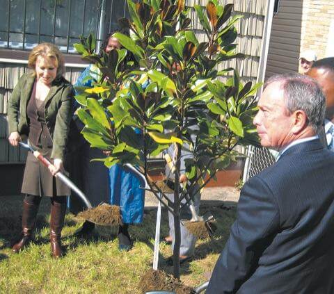 St. Albans tree is milestone