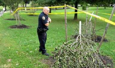 Juniper Valley Park tree killers sought
