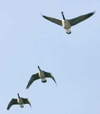 Port Authority, pols divided over geese