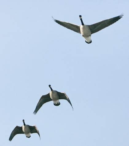 Port Authority, pols divided over geese