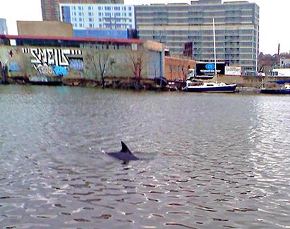 Dolphin makes big splash in Newtown’s toxic waters