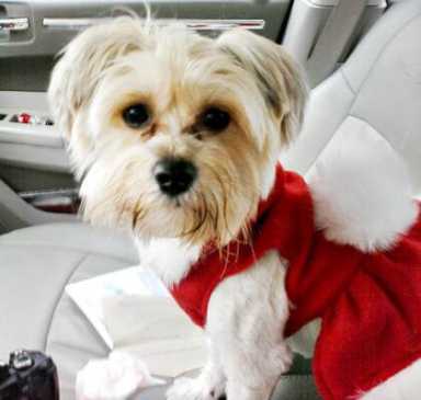 $4K reward available for return of stolen dog