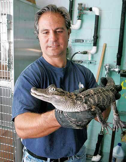 Gator grabbed in Astoria gutter