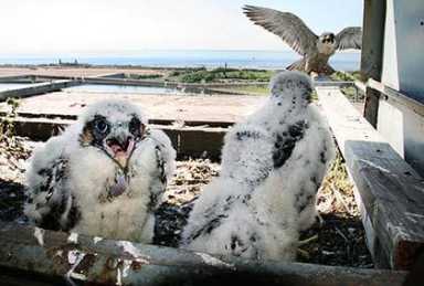 Falcon chicks hatch in Queens bridge locations