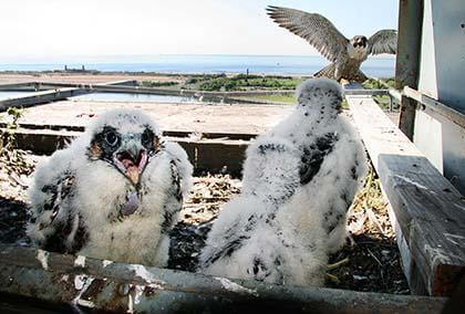 Falcon chicks hatch in Queens bridge locations