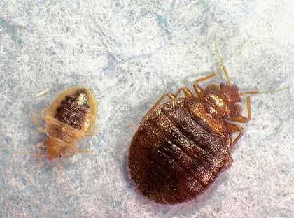 New law requires landlords to reveal bedbug info