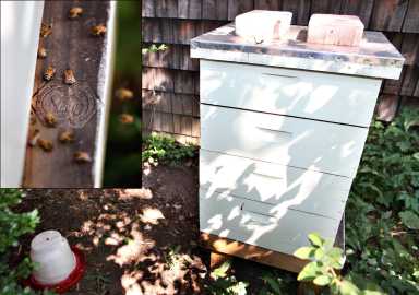 Nearly stung over beehive