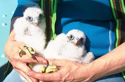 Baby falcons taken from Queens nest for their safety