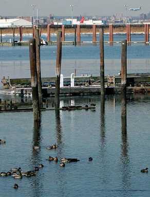 The goose is cooked by city’s airspace clearing plan