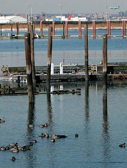 The goose is cooked by city’s airspace clearing plan
