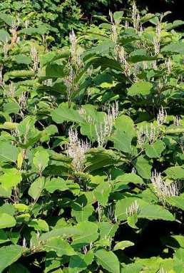 Gennaro’s new bill to propose invasive species board