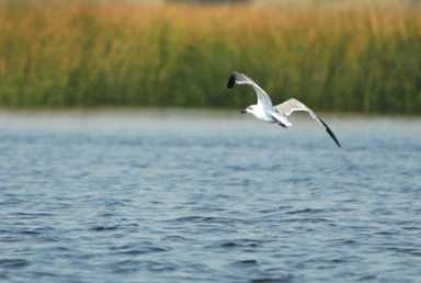 City plants eelgrass to save marshland