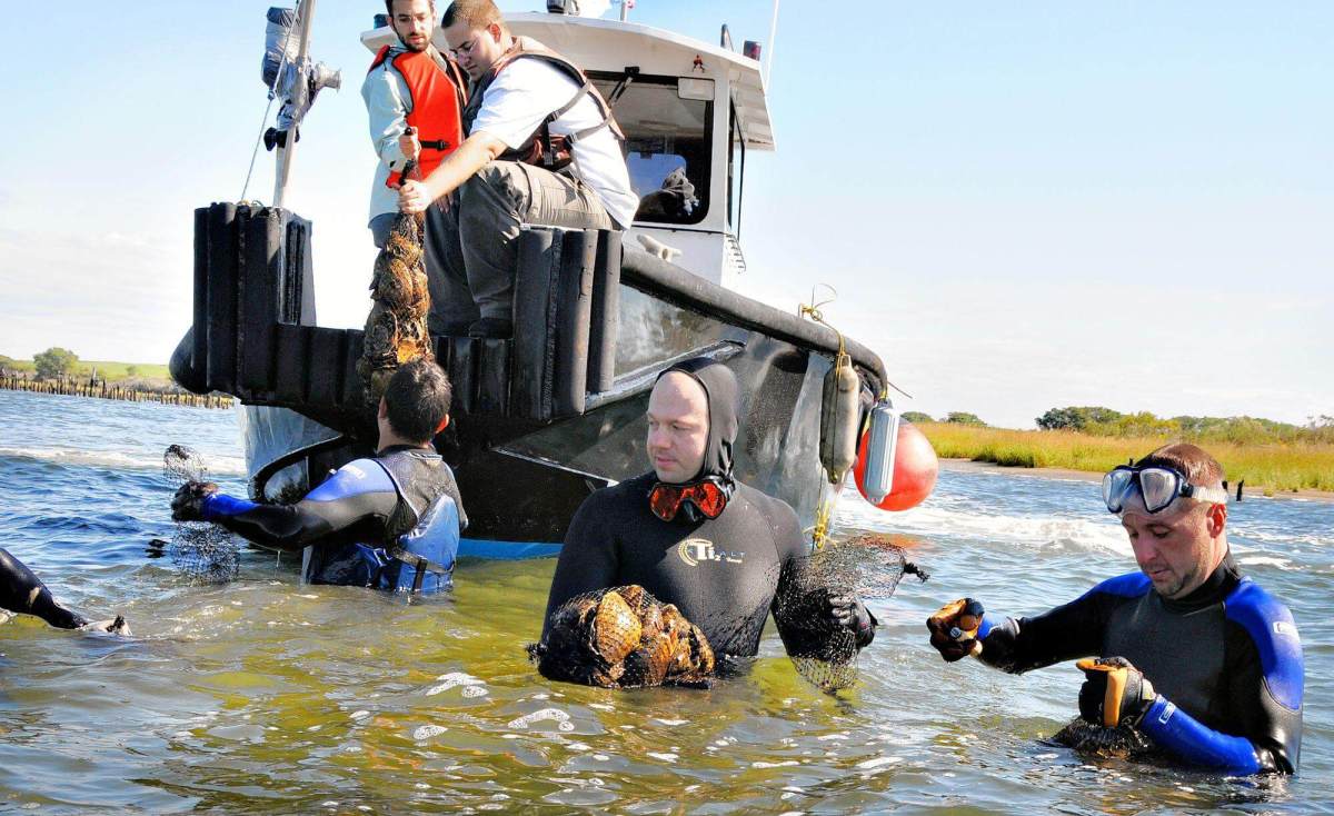 DEP hopes oysters clear bay