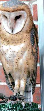 Baby owl’s Alley Pond appearance a nice surprise