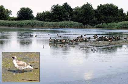 Jamaica Bay’s bird population always amazes