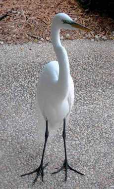 During fall migration, species of birds flock to Jamaica Bay