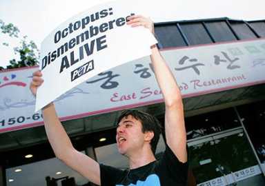 PETA calls live octopus dish at Flushing eateries animal cruelty