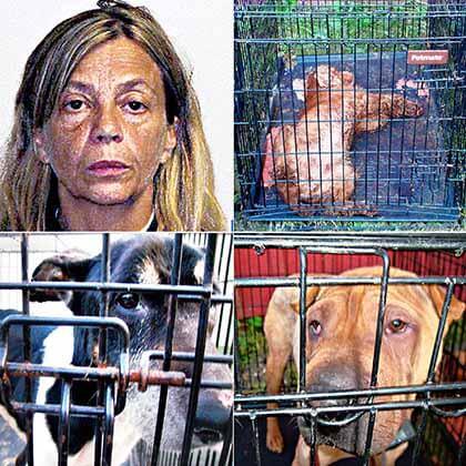 Queens Film Festival’s Castaldo hit with animal cruelty rap
