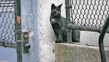 Volunteers rescue Ravenswood cats from crawl spaces