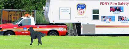 Mysterious dogs sent on wild goose chase at Fort Totten