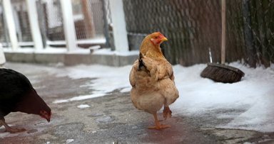 Animals endure winter weather outdoors