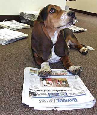 Bayside dog shines as model