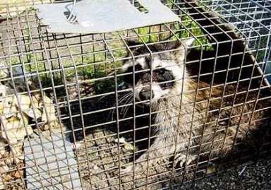 Avella bill would compel city to address raccoon population