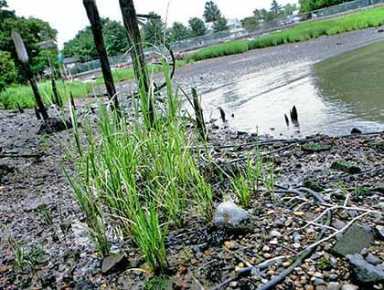 College Point study points to long Gulf cleanup: Scientist