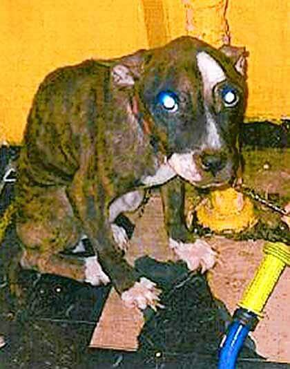 Flushing woman starved dog: ASPCA
