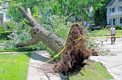 Violent storm takes down trees