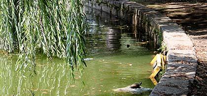 Kissena, Bowne parks afflicted by plant, animal poaching
