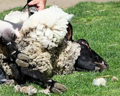 Queens Zoo holds 19th sheep shearing