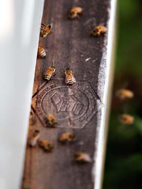 Health Dept. drops $2K fine for Douglaston beekeeper