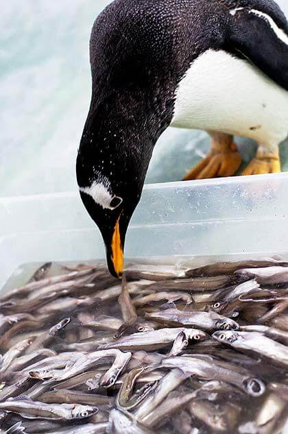 Bayside vet treats movie penguins