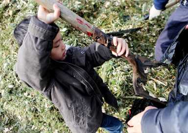 Trees turned to mulch at Cunningham Park