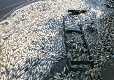 Fish found washed up, dead near basin in Howard Beach