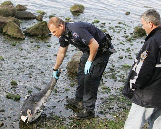 Dead marine mammal washes up on Bayside shore