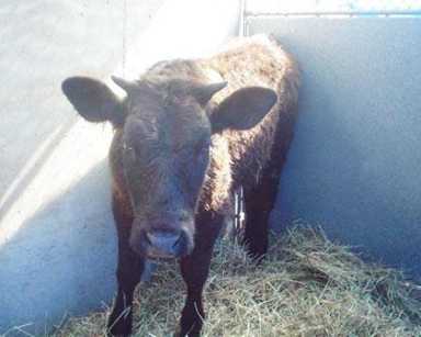 Cow runs wild in South Jamaica