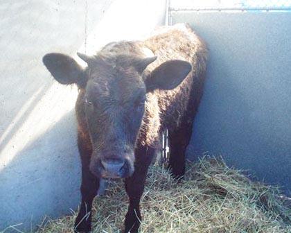 Cow runs wild in South Jamaica