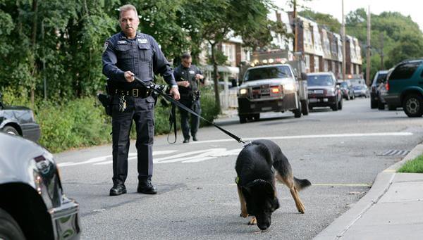 Police search Bayside for grand larceny suspect after crash injured officers