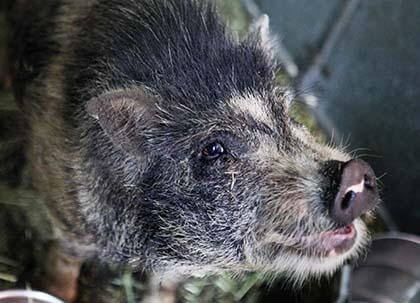 Amicable, hairy pig found near College Point Corporate Park