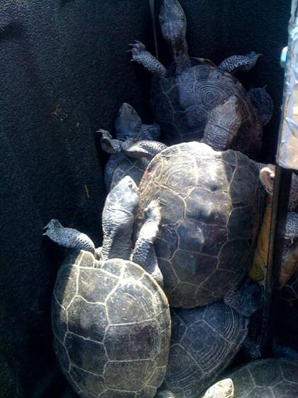 Turtles from Jamaica Bay crawl onto JFK runway